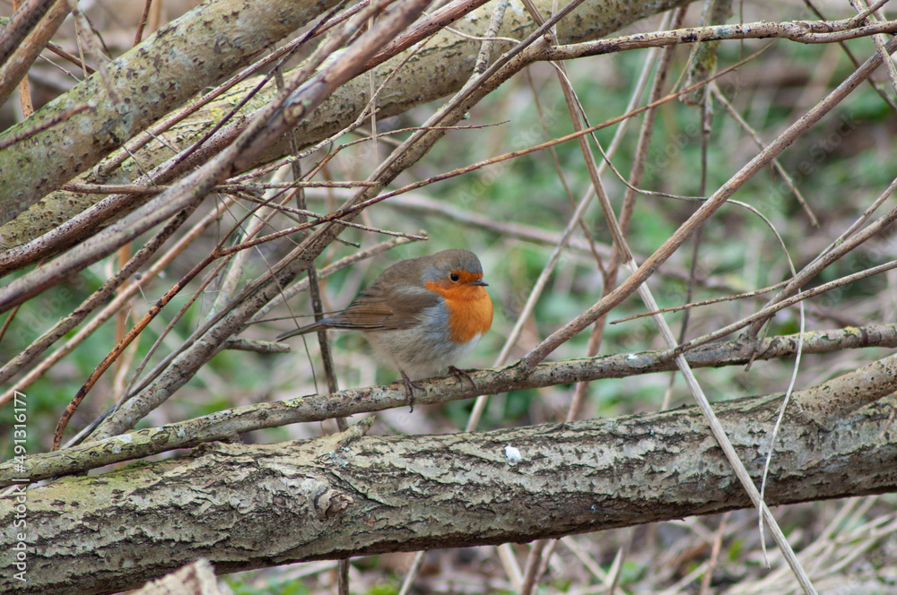 Red robin on a branch