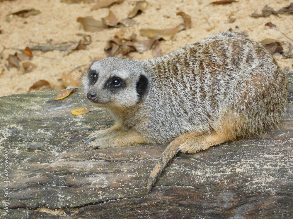 Fototapeta premium meerkat on guard