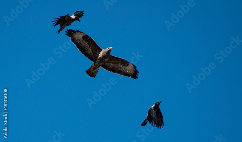 Crows attacks a buzzard