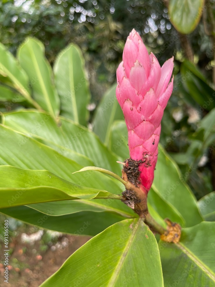 Obraz premium pink and yellow flower