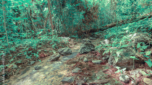 Rainforest, winding stream cameos, fallen tree. Excellent picture for printing