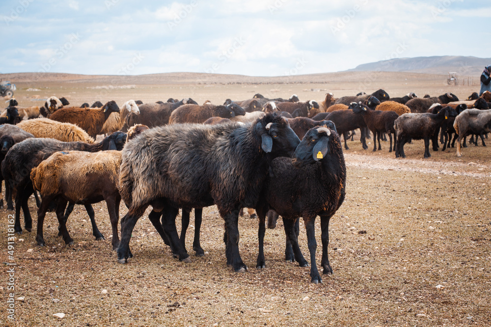 sheeps and rams are grazing on the plateau. Landscape with sheeps and mountains. sheeps and rams are grazing on the plateau. Landscape with sheeps and mountains.