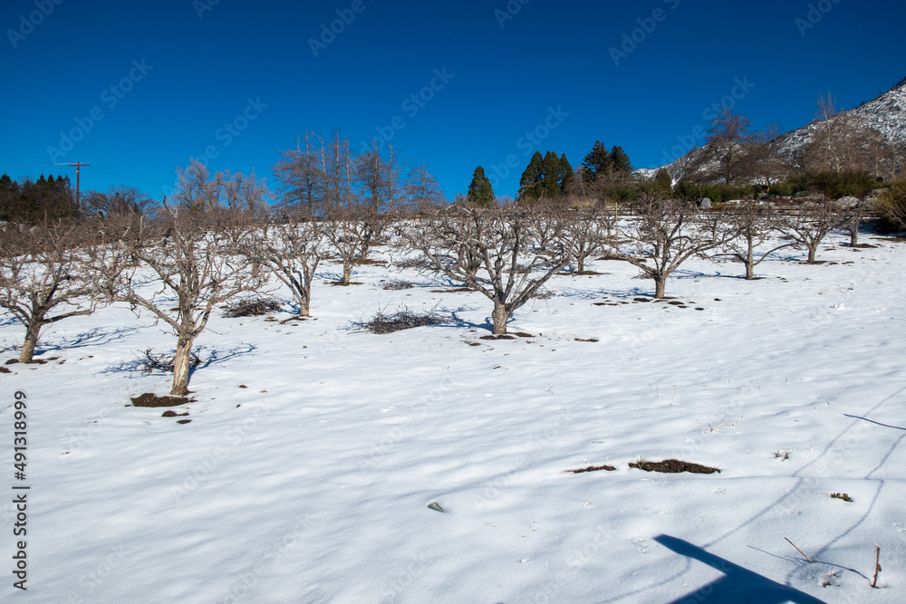 A n Orchard of Apple Trees After a Winter Storm in the California Mountains with Interesting Shadow Patterns