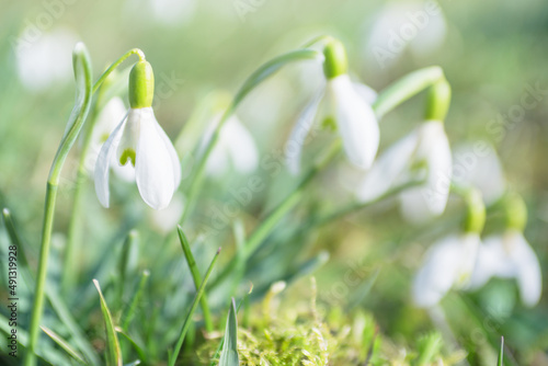 Schneeglöckchen blühen auf der Wiese im Frühling © photobars