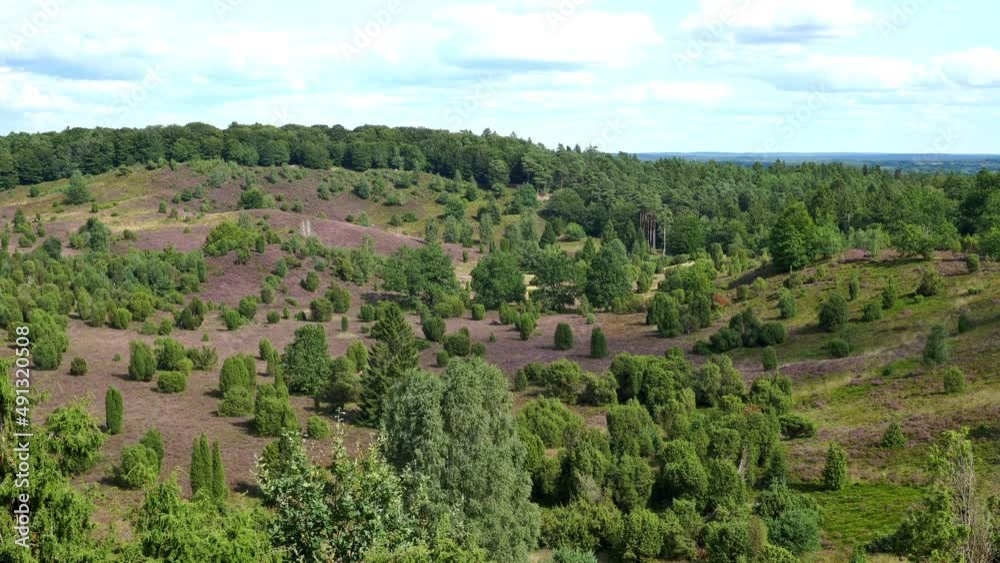 Lüneburger Heide in der Blüte im August bei Sonne mit Wolken am Himmel - Naturpark bei Lüneburg Lüneburger Heide in der Blüte im August bei Sonne mit Wolken am Himmel - Naturpark bei Lüneburg