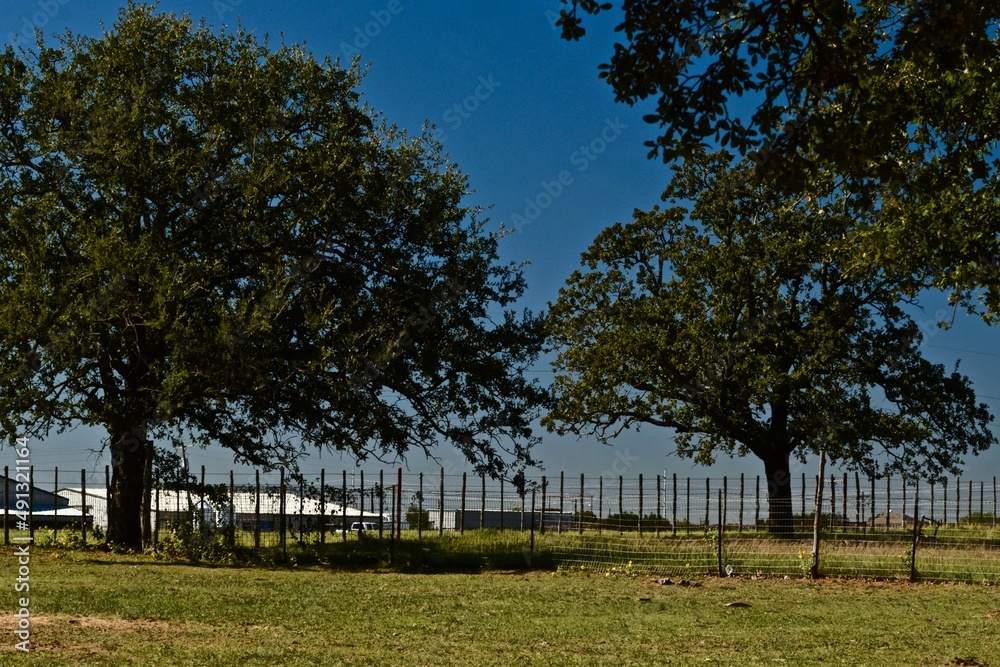 Burr Oak Trees and Blue Sky, Rural Weatherford, Texas, Spring, 2022. Burr Oak Trees and Blue Sky, Rural Weatherford, Texas, Spring, 2022.