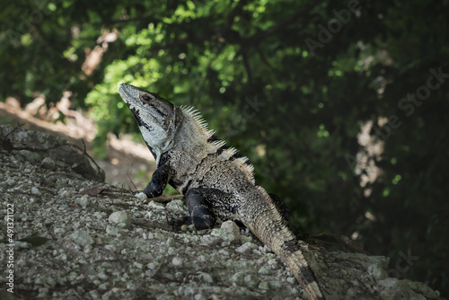 Black spiny-tailed iguana, black iguana, latin name 'Ctenosaura Similis', on stones in tropical forest, Belize