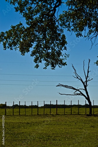 Burr Oak Trees and Blue Sky, Rural Weatherford, Texas, Spring, 2022. photo