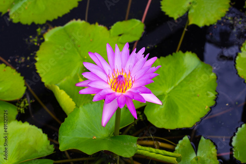 Lilac water lily flower in water with green leaves. Beauty in nature. A symbol of purity and balance