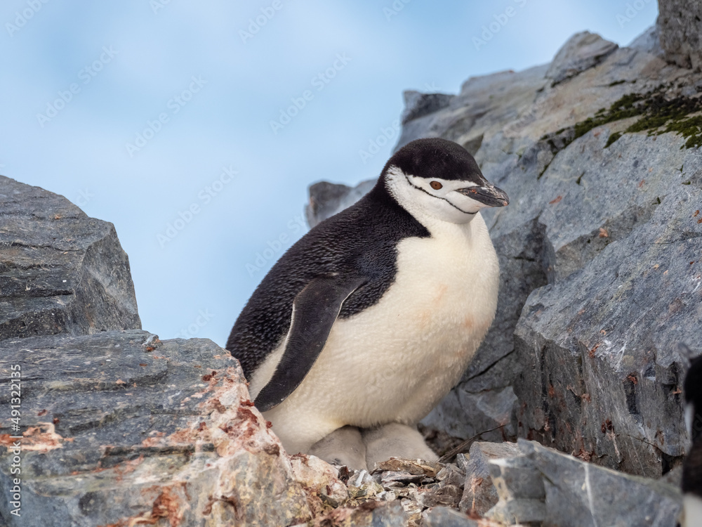 Obraz premium Closeup of a chinstrap penguins nesting on their rookeries high in the mountains of Orne Harbor, Graham Land, Antarctic Peninsula. Antarctica