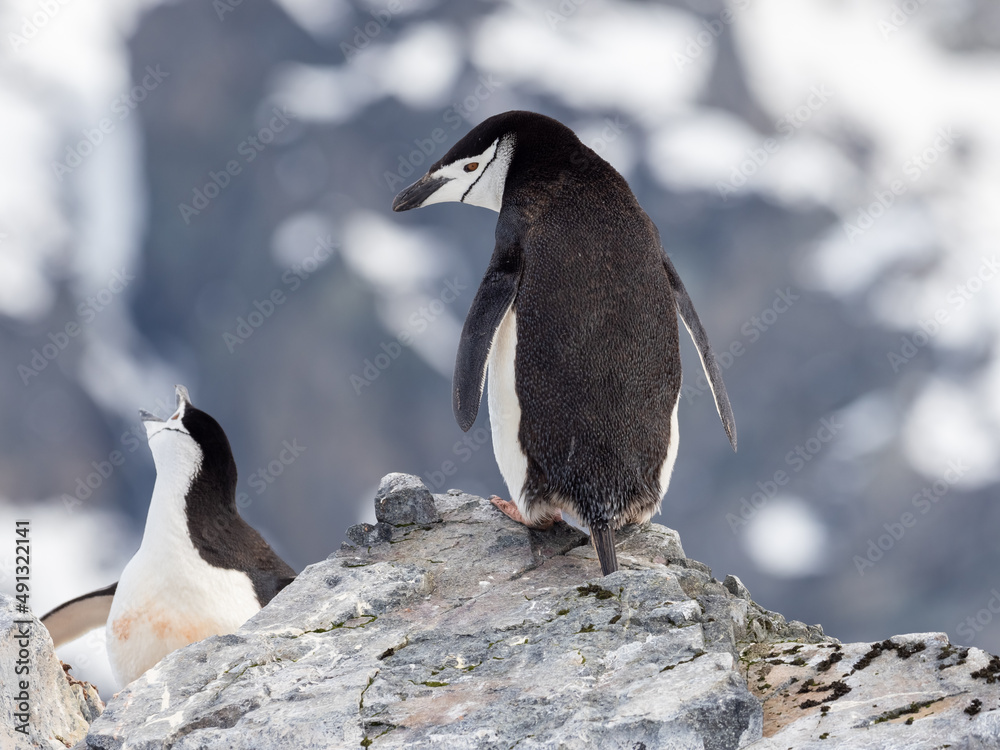 Naklejka premium Closeup of a chinstrap penguins nesting on their rookeries high in the mountains of Orne Harbor, Graham Land, Antarctic Peninsula. Antarctica