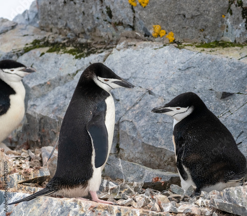 Closeup of a breeding couple of chinstrap penguins on their rookeries high in the mountains of Orne Harbor, Graham Land, Antarctic Peninsula. Antarctica photo