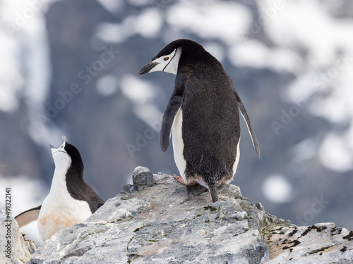 Closeup of a chinstrap penguins nesting on their rookeries high in the mountains of Orne Harbor, Graham Land, Antarctic Peninsula. Antarctica
