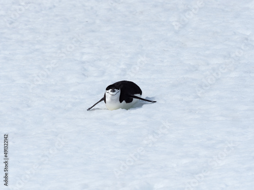 Fotografie A chinstrap penguin slides on the snow on it's way to its rookery, Orne Harbor, Graham Land, Antarctic Peninsula