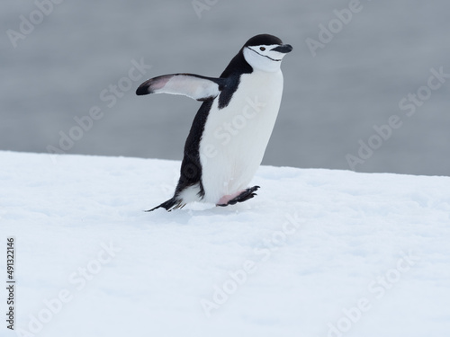 Closeup of a chinstrap penguin on its arduous uphill walk on the snow back to its rookery, Orne Harbor, Graham Land, Antarctic Peninsula. Antarctica © Luis