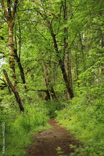 footpath in the forest