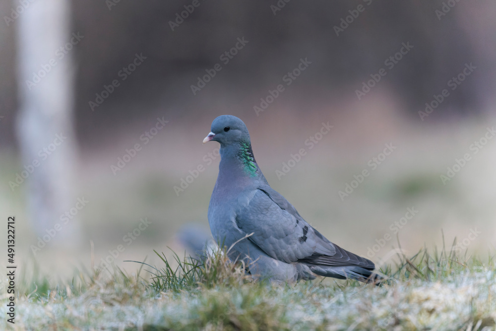 Columba oenas Stock Dove in close view on ground in frozen grass Columba oenas Stock Dove in close view on ground in frozen grass