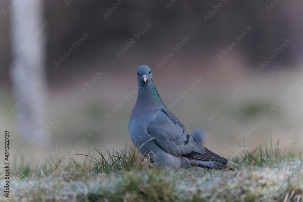 Columba oenas Stock Dove in close view on ground in frozen grass Columba oenas Stock Dove in close view on ground in frozen grass