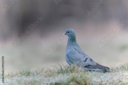 Columba oenas Stock Dove in close view on ground in frozen grass