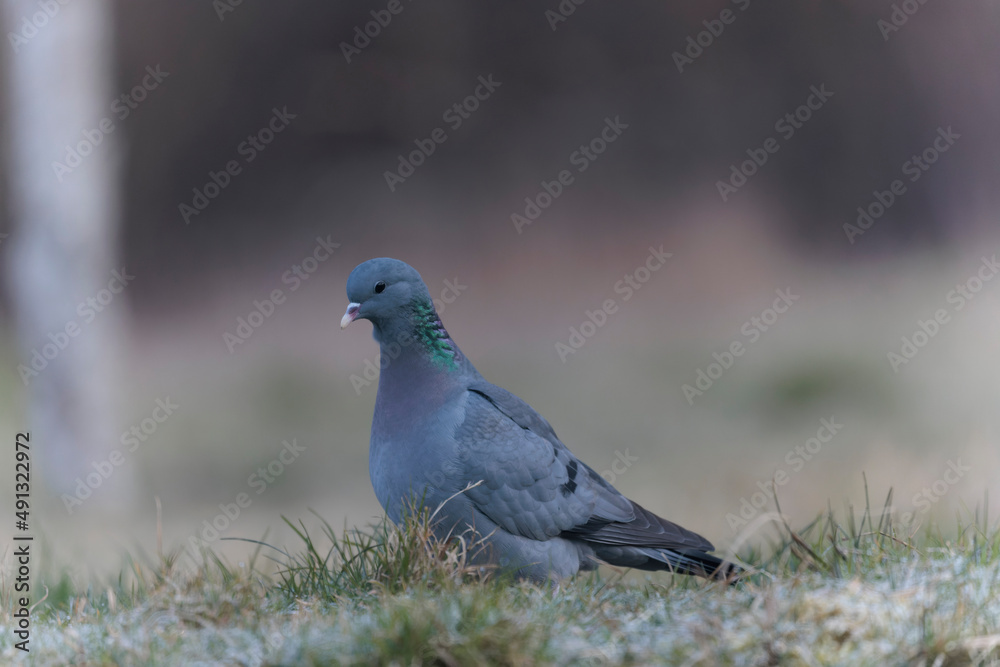 Columba oenas Stock Dove in close view on ground in frozen grass Columba oenas Stock Dove in close view on ground in frozen grass