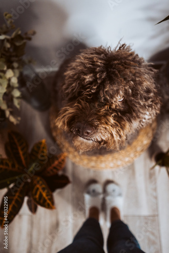 Adorable brown spanish water dog in his daily routine at home. Lifestyle