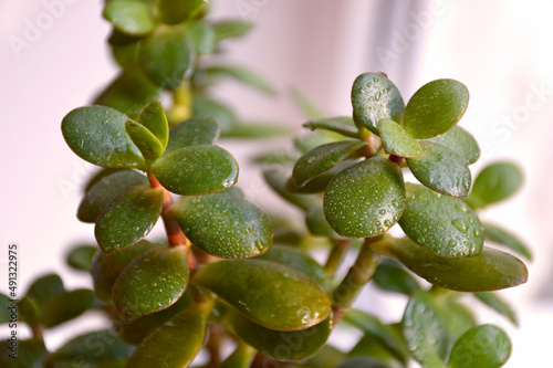 Money tree in bonsai style close-up. Houseplant with succulent leaves. beautiful indoor plant bringing prosperity and wealth