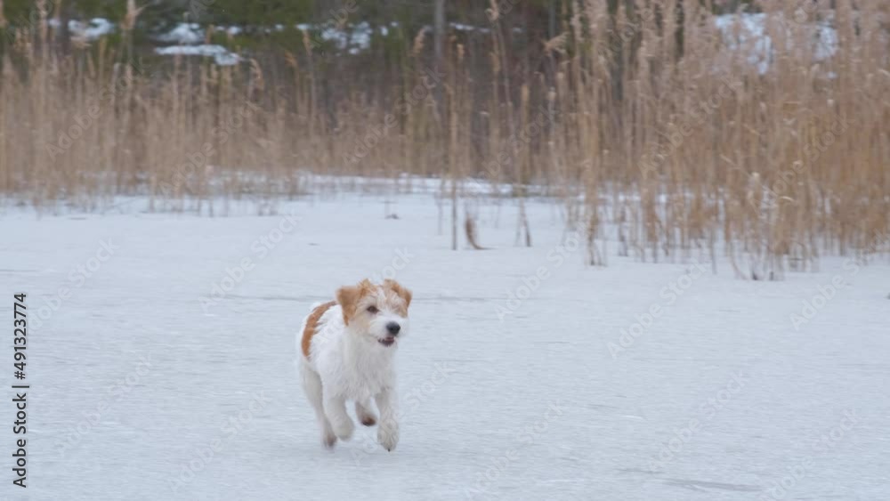 Dog breed Jack Russell Terrier runs on the ice of the lake against the backdrop of the forest. Dog breed Jack Russell Terrier runs on the ice of the lake against the backdrop of the forest.