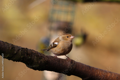 Female Chaffinch perched on a Branch on a Sunny Spring Day, County Durham, England, UK. photo