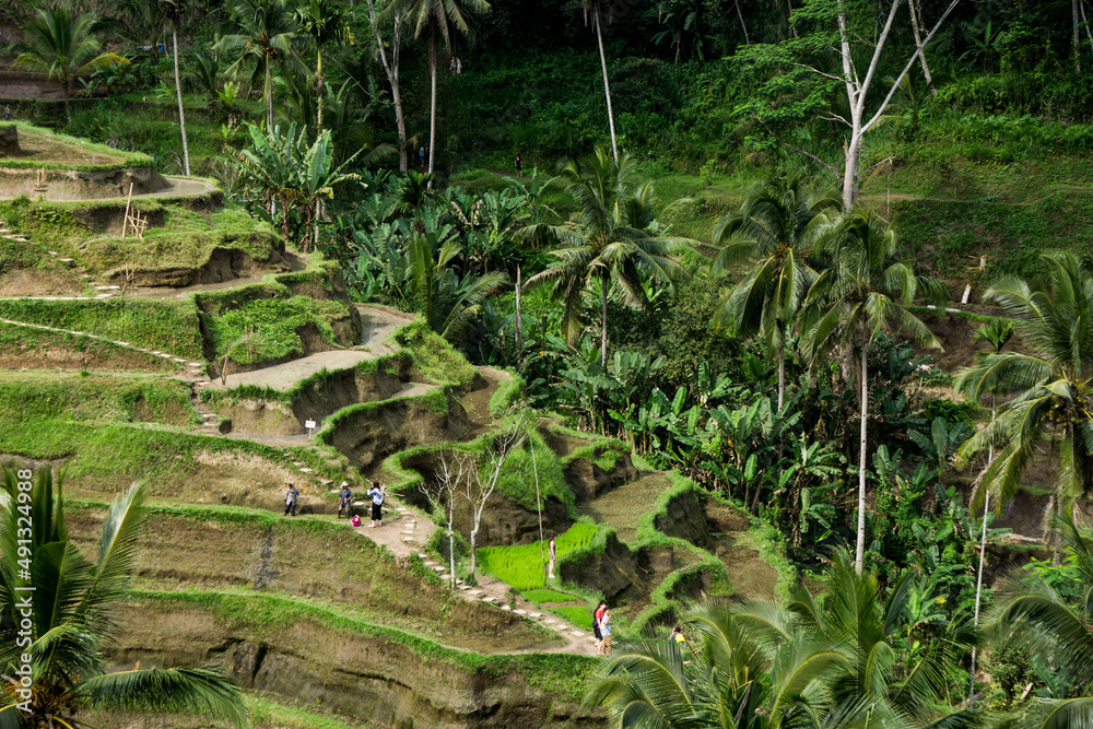 Reisfelder auf Bali Reisfelder auf Bali