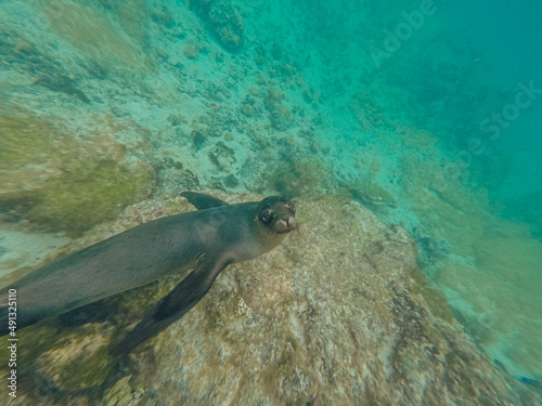 Sea lion swimming and playing around Isla Isabela, Galapagos.