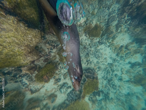 Galapagos sea lion making underwater air bubbles. 