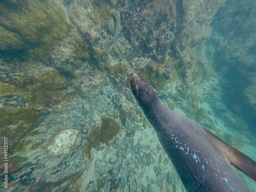 Galapagos sea lion making underwater air bubbles. 