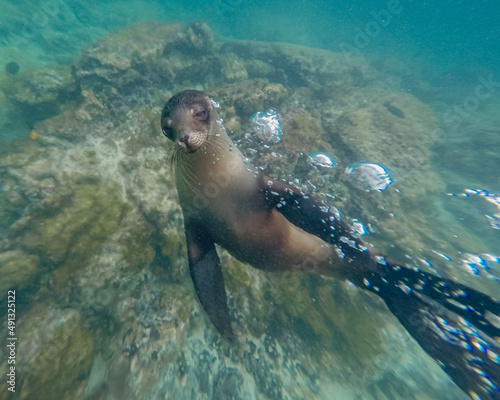 Galapagos sea lion making underwater air bubbles. 