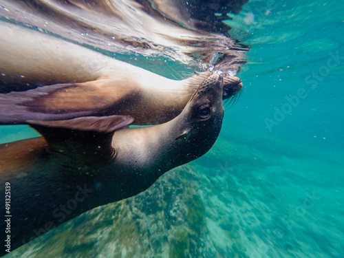 Mother love of sea lions, Galapagos Island