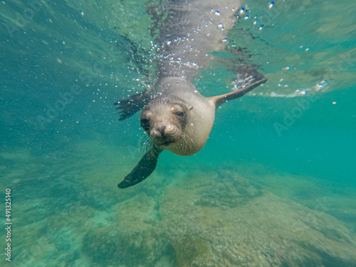 Galapagos sea lion making underwater air bubbles. 