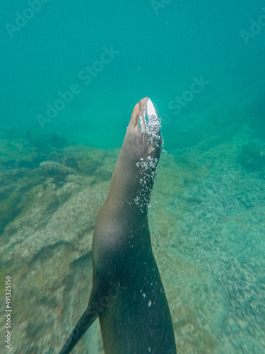 Galapagos sea lion making underwater air bubbles. 