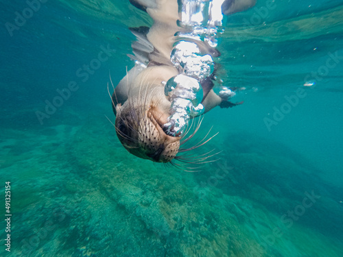 Galapagos sea lion making underwater air bubbles. 