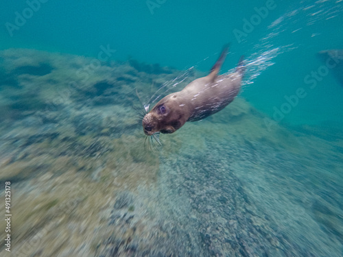 Galapagos sea lion making underwater air bubbles. 