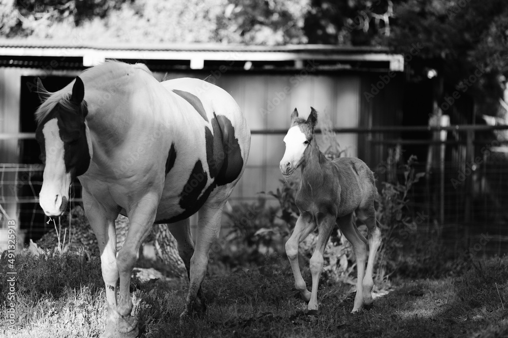 Bald face colt foal with paint horse mare in spring field with black and white style.
