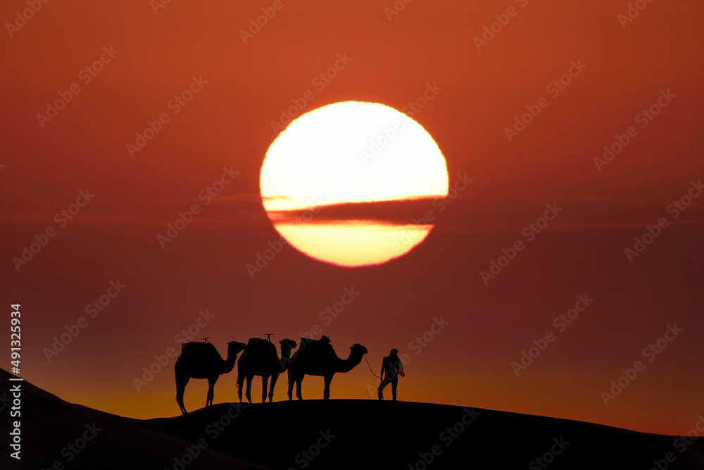 Silhouette Of Camels Against The Sun Rising In The Sahara Desert In Morocco
