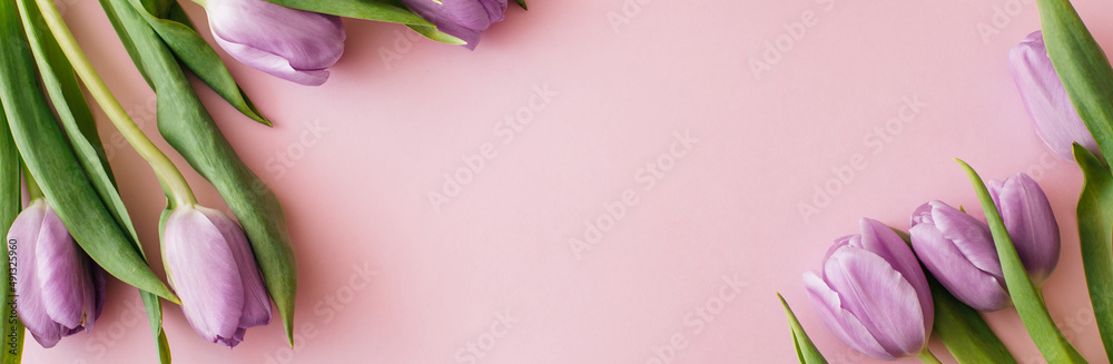 Fototapeta premium Banner made Purple tulips on pink background. Flat lay, top view, copy space. Flower composition. Spring time concept.