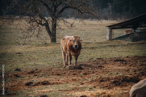 cows in a pasture
