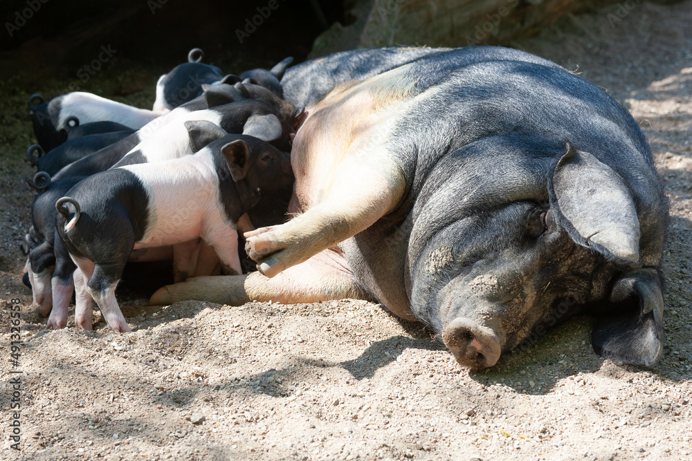 Das Schwäbisch-Hällische Landschwein, eine Kreuzung von chinesischen Maskenschweinen mit deutschen Landrassen Das Schwäbisch-Hällische Landschwein, eine Kreuzung von chinesischen Maskenschweinen mit deutschen Landrassen