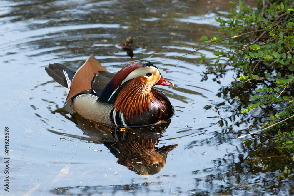 The mandarin duck´s preferred habitat is inland waterways surrounded by