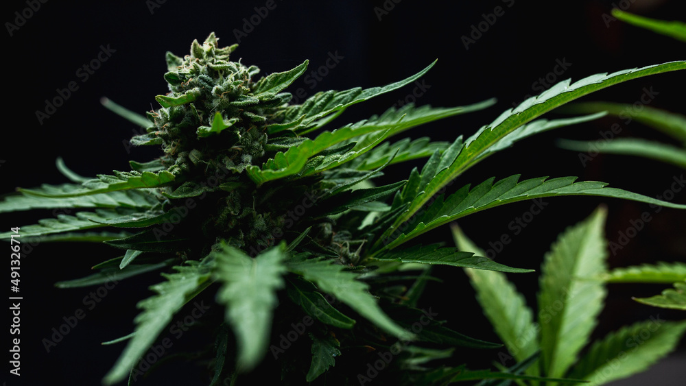 leaves and green flower of a marijuana plant leaves and green flower of a marijuana plant