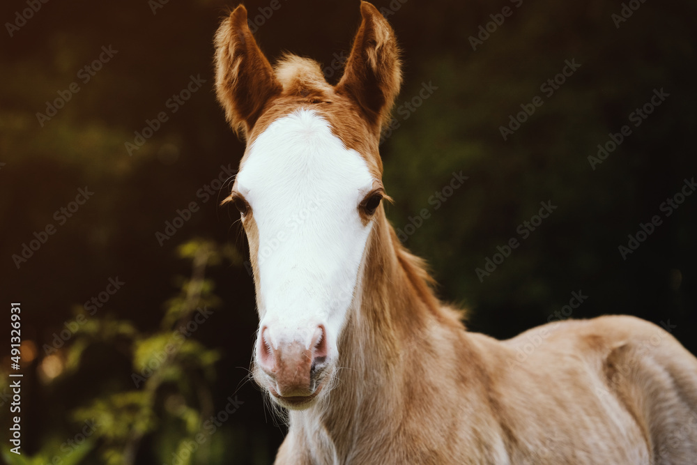 Bald face paint horse colt foal isolated on blurred background for portrait.