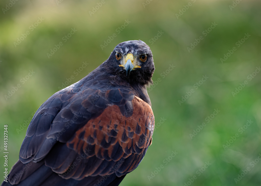 UK, Yorkshire, February 2020:Close up portrait of a Harris Hawk UK, Yorkshire, February 2020:Close up portrait of a Harris Hawk