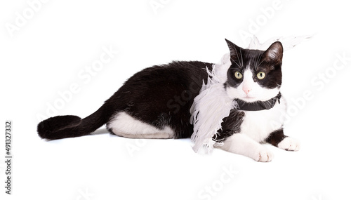 Portrait of a nice black and white cat with angel wings