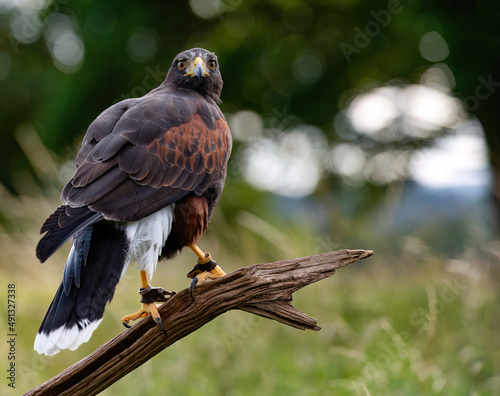 UK  Yorkshire  February 2020  Harris Hawk in captivity perched on a branch