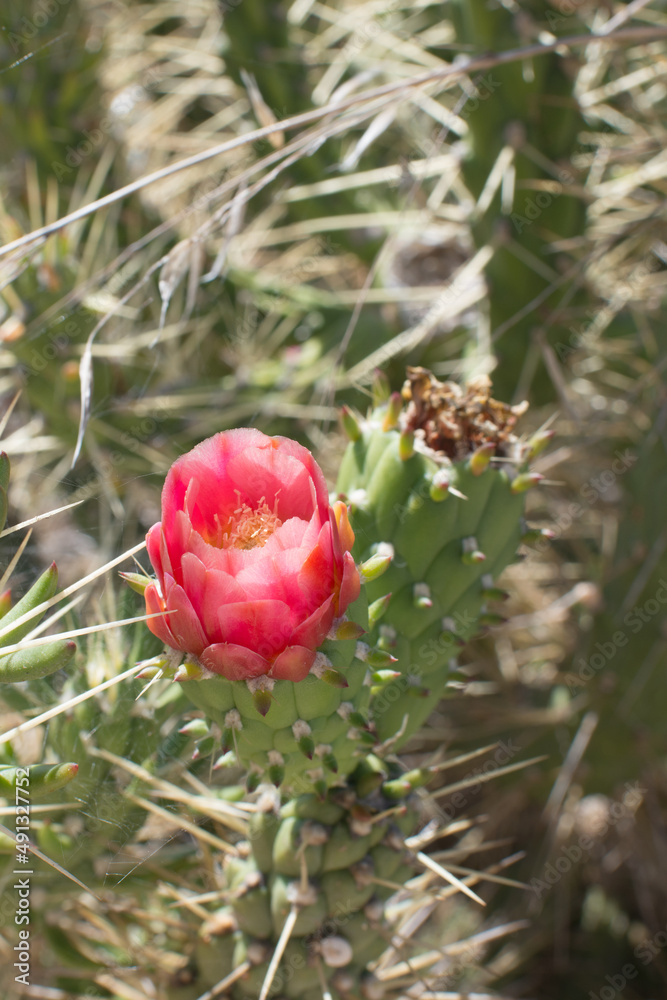 Cactus with a beautiful red flower. Green background. Portugal Cactus with a beautiful red flower. Green background. Portugal